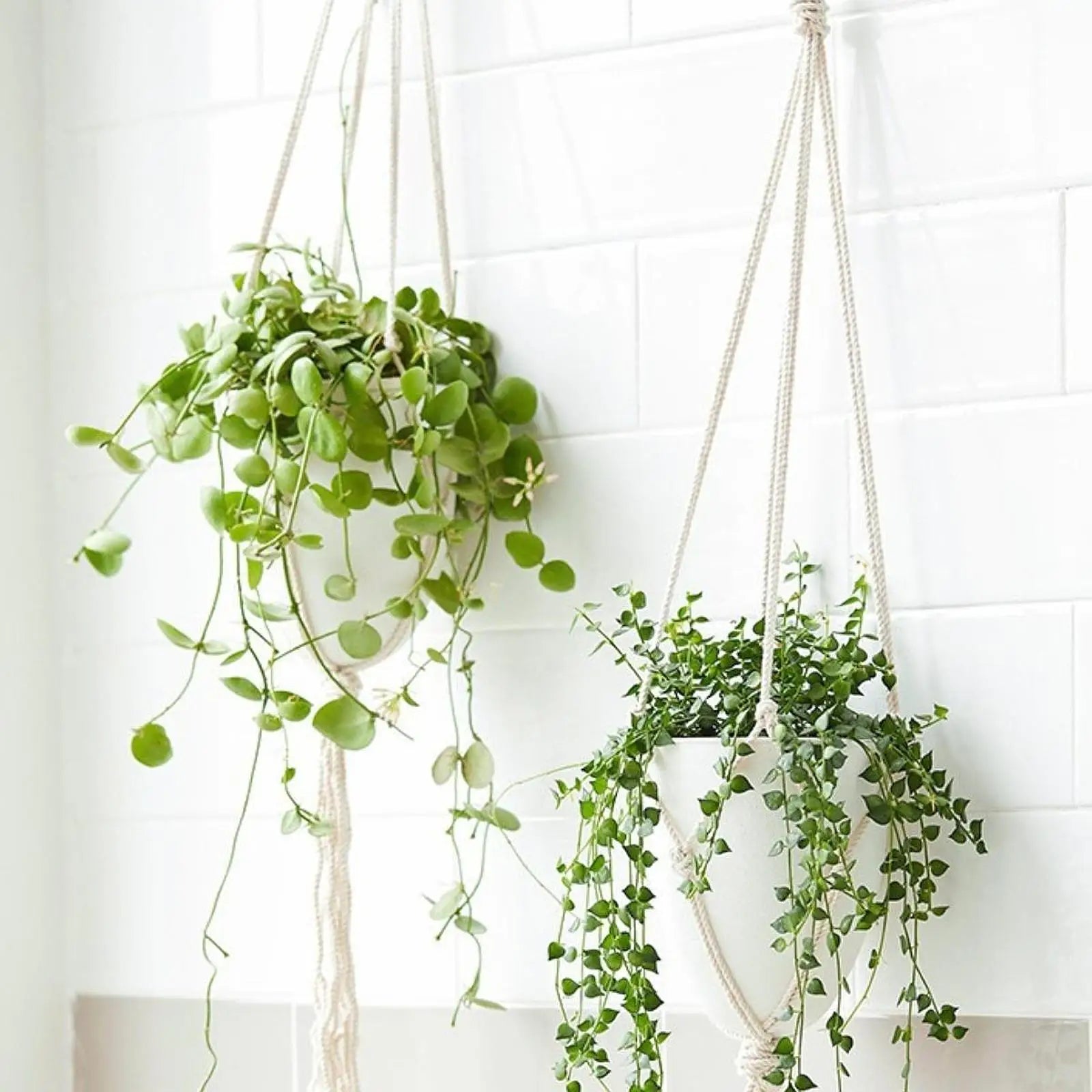 Self Watering Hanging Plant Pot — 
Modern Eggshell Shape with Water 
Storage for Home & Garden Decor